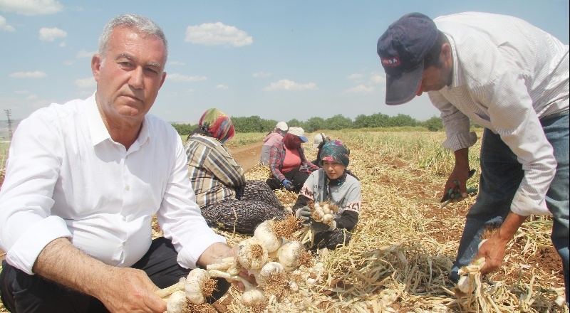 “Türkiye’deki sarımsak üretiminin yüzde 20’si burada yapılıyor”