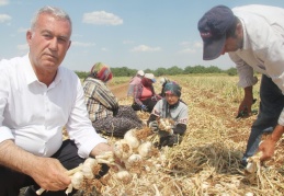 “Türkiye’deki sarımsak üretiminin yüzde 20’si burada yapılıyor”