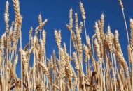 Türkiye'nin buğday çeşitliliği tehlike altında 