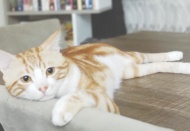 “Türkiye’nin canlarını kaybediyoruz!”