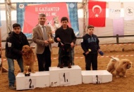 Türkiye’nin dört bir yanından köpekler yarıştı