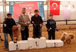 Türkiye’nin dört bir yanından köpekler yarıştı