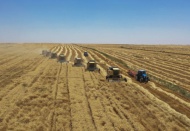 Türkiye'nin en büyük hasadı: 157 biçerdöver aynı anda araziye girdi