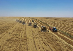 Türkiye'nin en büyük hasadı: 157 biçerdöver aynı anda araziye girdi