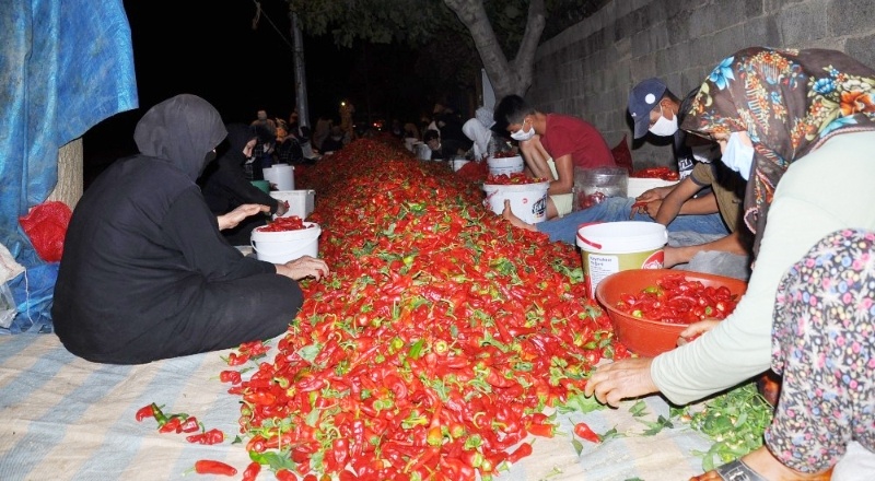 Türkiye’nin en güzel acı biberine emek veriyorlar
