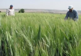 Türkiye’nin en kaliteli buğdayı bu ovada yetişiyor