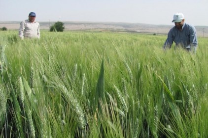 Türkiye’nin en kaliteli buğdayı bu ovada yetişiyor