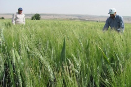 Türkiye&#8217;nin en kaliteli buğdayı bu ovada yetişiyor