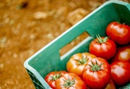 Türkiye'nin gıda ihracatı ilk 5 ayda yüzde 118 arttı