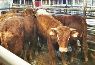 Türkiye'nin hastalık nedeniyle reddettiği hayvanlar İspanya'da öldürülecek