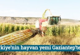 Türkiye’nin hayvan yemi Gaziantep’ten