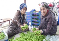 Türkiye'nin ilk erik hasadı yapıldı