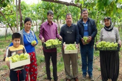 Türkiye&#039;nin ilk üzüm hasadı başladı