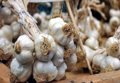 Türkiye’nin kuru sarımsağının yüzde 22’sinin Taşköprü’den