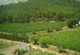 Türkiye’nin ormanları karbon tutma kapasitesi bakımından dördüncü sırada