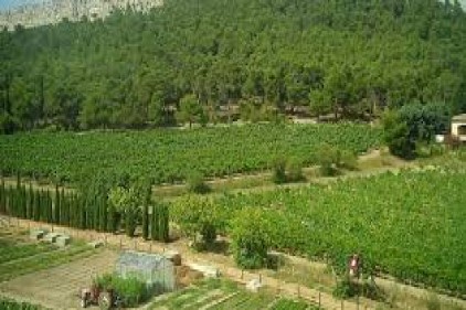 Türkiye’nin ormanları karbon tutma kapasitesi bakımından dördüncü sırada