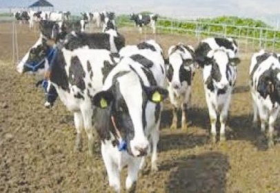 Türkiye'nin toplam canlı hayvan ihracatı 20 milyon doları geçti