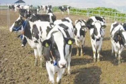 Türkiye&#039;nin toplam canlı hayvan ihracatı 20 milyon doları geçti