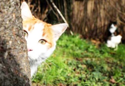 Türkiye’nin yüzde 19’u evde kedi besliyor