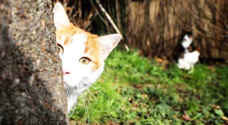 Türkiye’nin yüzde 19’u evde kedi besliyor