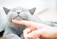 Türkiye'nin yüzde 19’u kedi sahibi