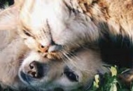 Türkiye'ye girişte evcil hayvana kısıtlama uygulanmayacak