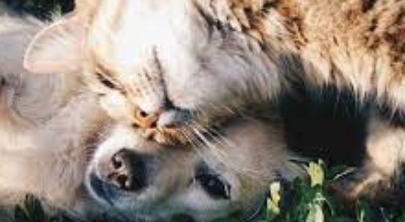 Türkiye'ye girişte evcil hayvana kısıtlama uygulanmayacak