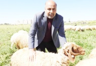 Türkman: “30 kiloluk bir hayvan kurban olur mu?”