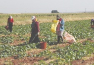 Turşuluk acurun fiyatı 10 liraya dayandı