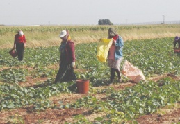 Turşuluk acurun fiyatı 10 liraya dayandı