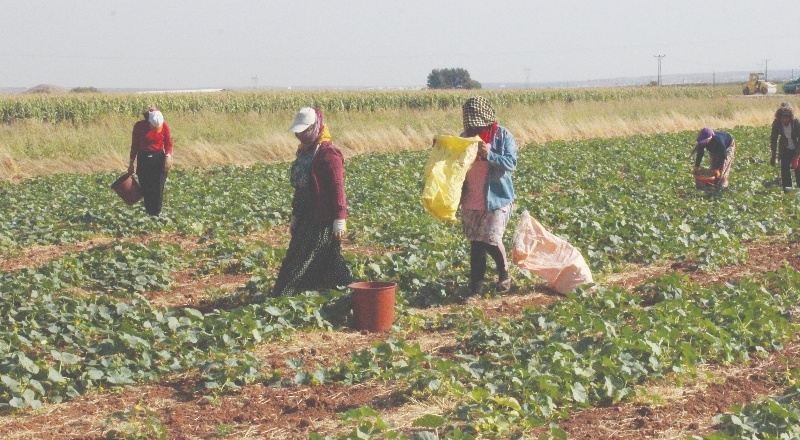 Turşuluk acurun fiyatı 10 liraya dayandı