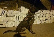 Tütün arama köpeği Curis kaçak sigaraya geçit vermiyor 