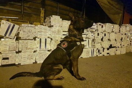 Tütün arama köpeği Curis kaçak sigaraya geçit vermiyor 