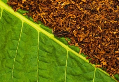 Tütün sektöründe yüzler gülüyor