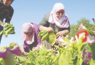 Tütün üreticilerine yetki belgesi için 6 ay süre verildi