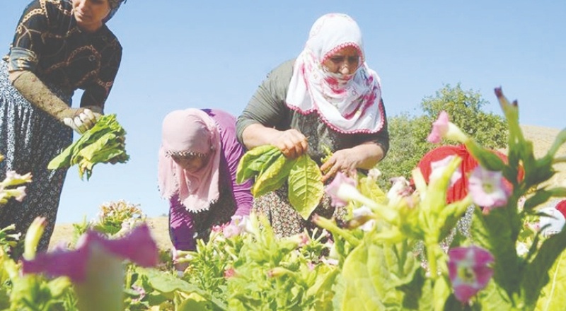 Tütün üreticilerine yetki belgesi için 6 ay süre verildi