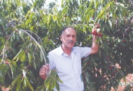 Tutunacak dalımız kalmadı, üretemeyecek hale geldik