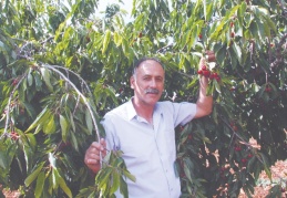 Tutunacak dalımız kalmadı, üretemeyecek hale geldik