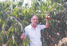 Tutunacak dalımız kalmadı, üretemeyecek hale geldik