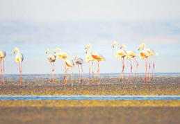 Tuz Gölü'nde binlerce yavru flamingo öldü