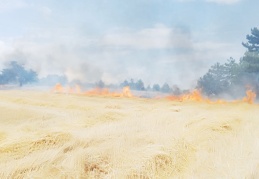 TZOB, orman yangınlarından zarar gören çiftçiler için yardım kampanyası başlattı