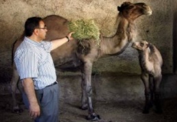 Üç ay içerisinde bine yakın yeni misafir geldi