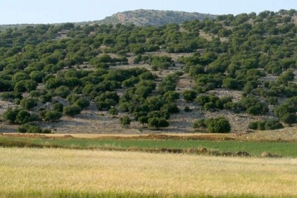 Ücretsiz kömür dağıtımı ormanlık alanların korunmasını sağladı