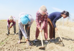 Ülke genelinde 1,5 milyon çocuk işçi tarımda çalışıyor