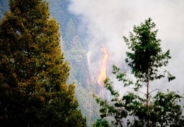 Ülke genelindeki 6 orman yangını kontrol altına alındı
