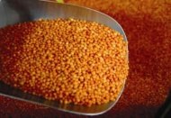 Ülkemiz, mercimek üretiminde dünyanın sayılı ülkeleri arasında yer alıyor