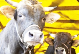 Ulusal Kırmızı Et Konseyi: Zararına kesim yapıyoruz, hayvan varlığı azaldı