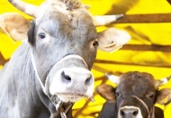 Ulusal Kırmızı Et Konseyi: Zararına kesim yapıyoruz, hayvan varlığı azaldı