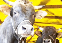 Ulusal Kırmızı Et Konseyi: Zararına kesim yapıyoruz, hayvan varlığı azaldı