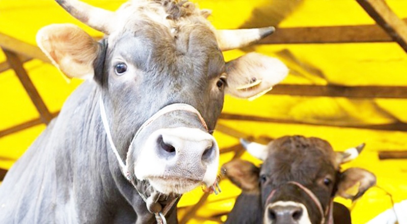 Ulusal Kırmızı Et Konseyi: Zararına kesim yapıyoruz, hayvan varlığı azaldı